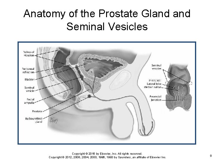 Anatomy of the Prostate Gland Seminal Vesicles Copyright © 2016 by Elsevier, Inc. All