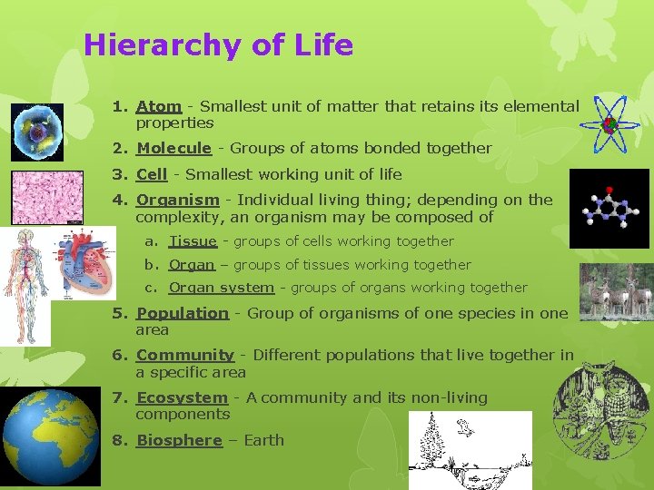 Hierarchy of Life 1. Atom - Smallest unit of matter that retains its elemental