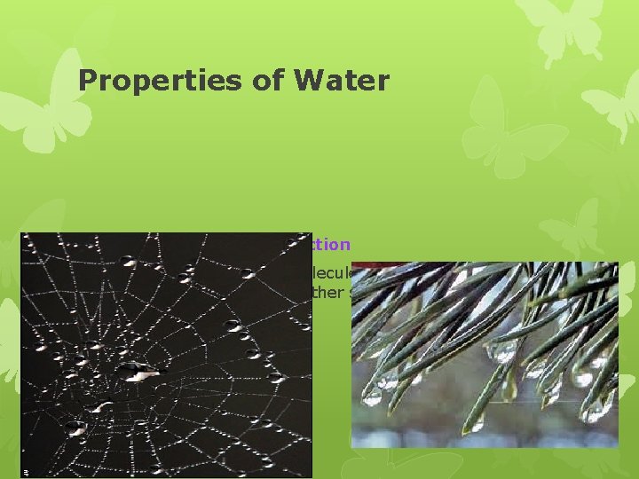 Properties of Water 2. Adhesion or Capillary action a. attraction between molecules of different