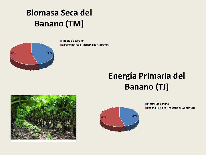 Biomasa Seca del Banano (TM) Pinzote de Banano Rechazo (Industria de Alimentos) 55% 45%