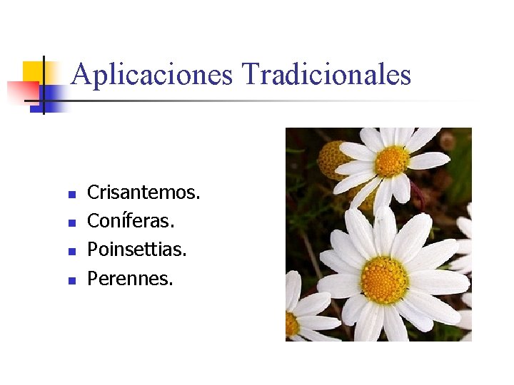 Aplicaciones Tradicionales n n Crisantemos. Coníferas. Poinsettias. Perennes. 