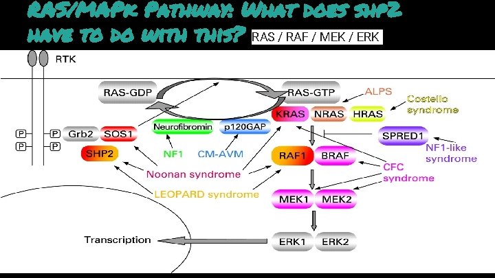 RAS/MAPk Pathway: What does shp 2 have to do with this? RAS / RAF