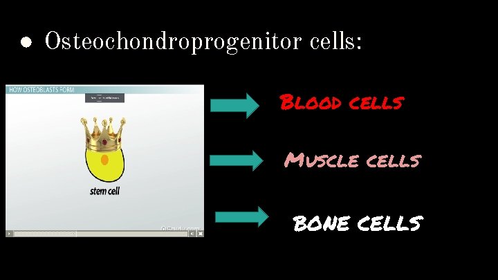 ● Osteochondroprogenitor cells: Blood cells Muscle cells BONE CELLS 