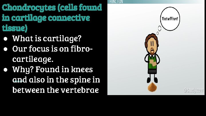 Chondrocytes (cells found in cartilage connective tissue) ● What is cartilage? ● Our focus