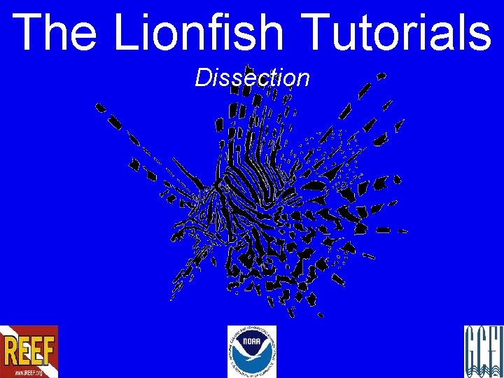 The Lionfish Tutorials Dissection 