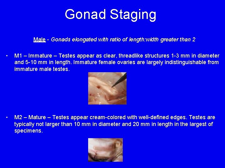 Gonad Staging Male - Gonads elongated with ratio of length: width greater than 2