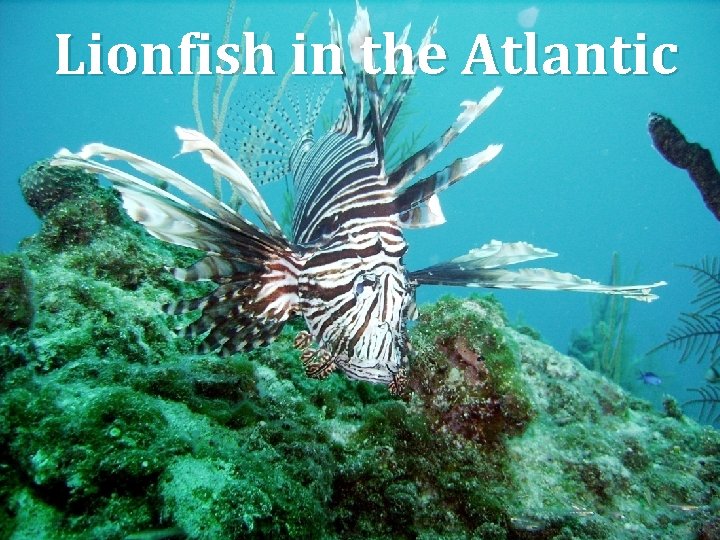Lionfish in the Atlantic 