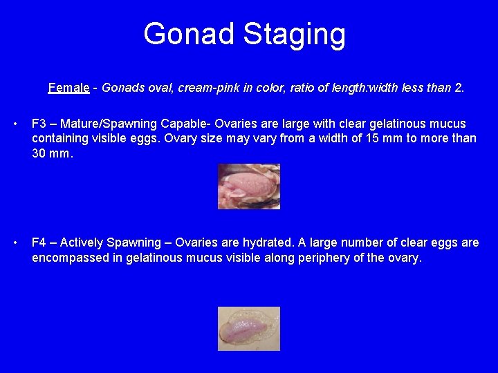 Gonad Staging Female - Gonads oval, cream-pink in color, ratio of length: width less