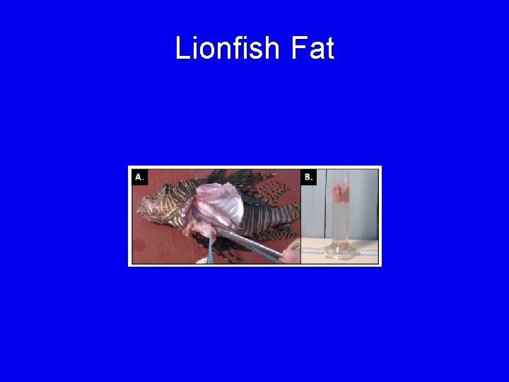 Lionfish Fat 