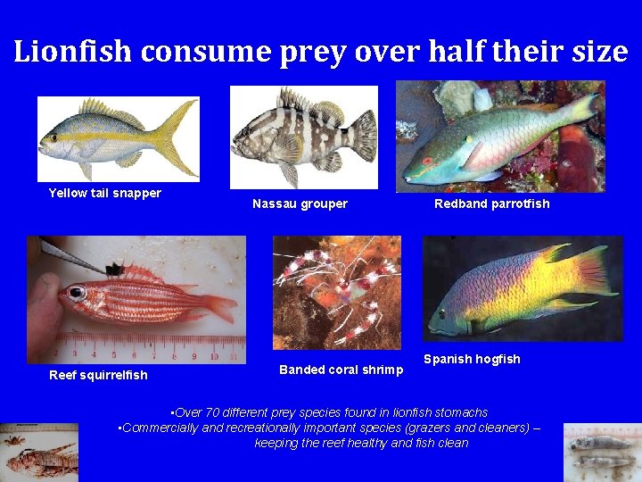 Lionfish consume prey over half their size Yellow tail snapper Reef squirrelfish Nassau grouper