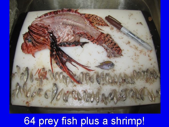 64 prey fish plus a shrimp! 