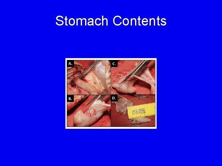 Stomach Contents 