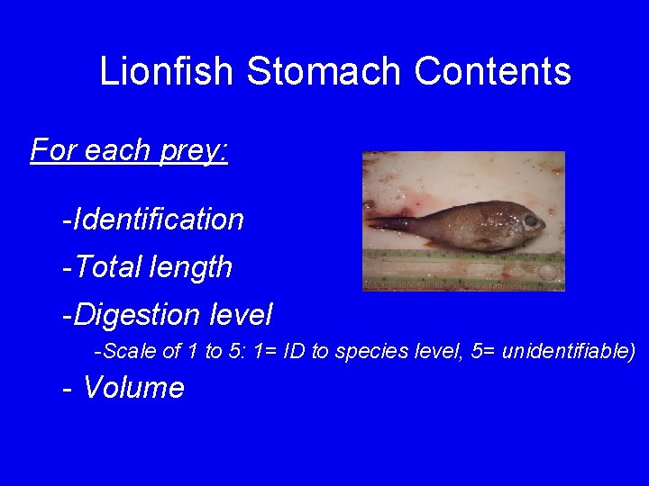 Lionfish Stomach Contents For each prey: -Identification -Total length -Digestion level -Scale of 1