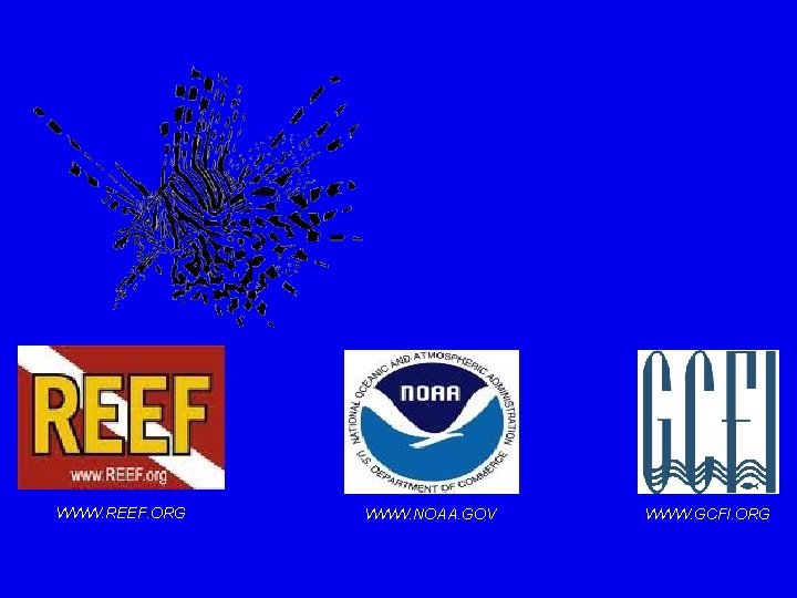 WWW. REEF. ORG WWW. NOAA. GOV WWW. GCFI. ORG 