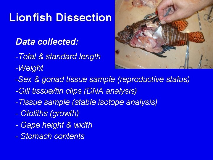 Lionfish Dissection Data collected: -Total & standard length -Weight -Sex & gonad tissue sample