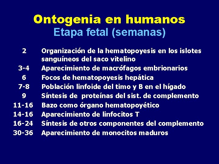 Ontogenia en humanos Etapa fetal (semanas) 2 3 -4 6 7 -8 9 11 Ontogenia en humanos Etapa fetal (semanas) 2 3 -4 6 7 -8 9 11