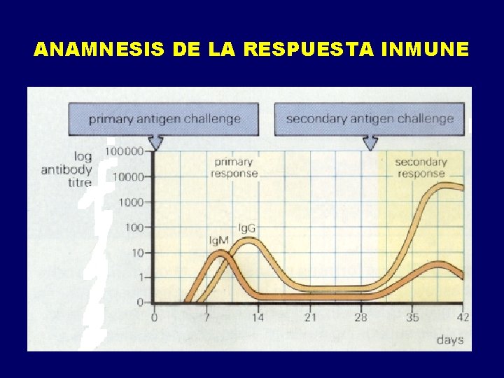 ANAMNESIS DE LA RESPUESTA INMUNE ANAMNESIS DE LA RESPUESTA INMUNE