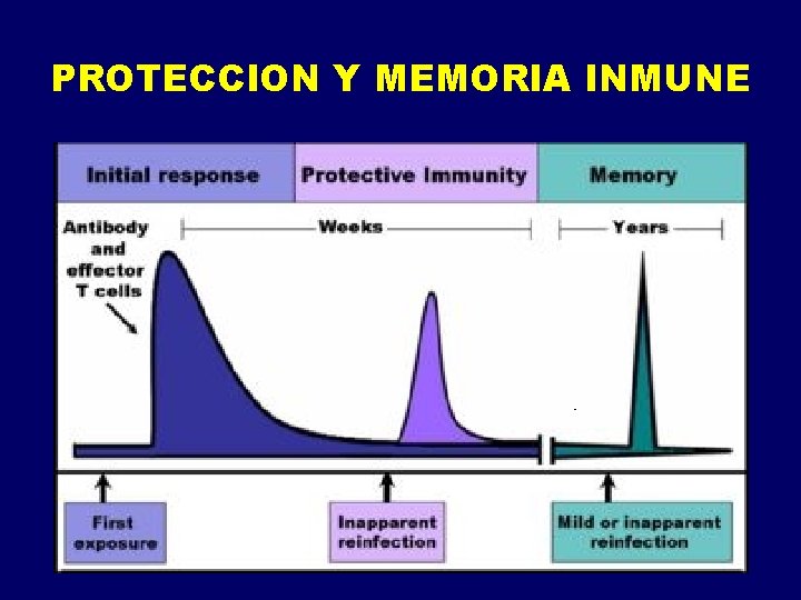 PROTECCION Y MEMORIA INMUNE PROTECCION Y MEMORIA INMUNE