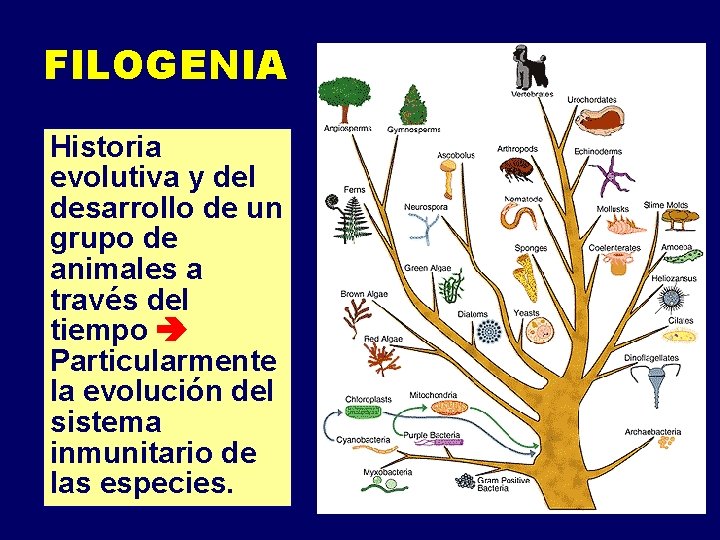 FILOGENIA Historia evolutiva y del desarrollo de un grupo de animales a través del FILOGENIA Historia evolutiva y del desarrollo de un grupo de animales a través del