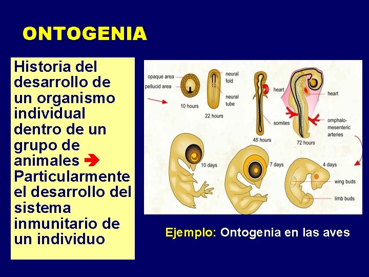 ONTOGENIA Historia del desarrollo de un organismo individual dentro de un grupo de animales ONTOGENIA Historia del desarrollo de un organismo individual dentro de un grupo de animales