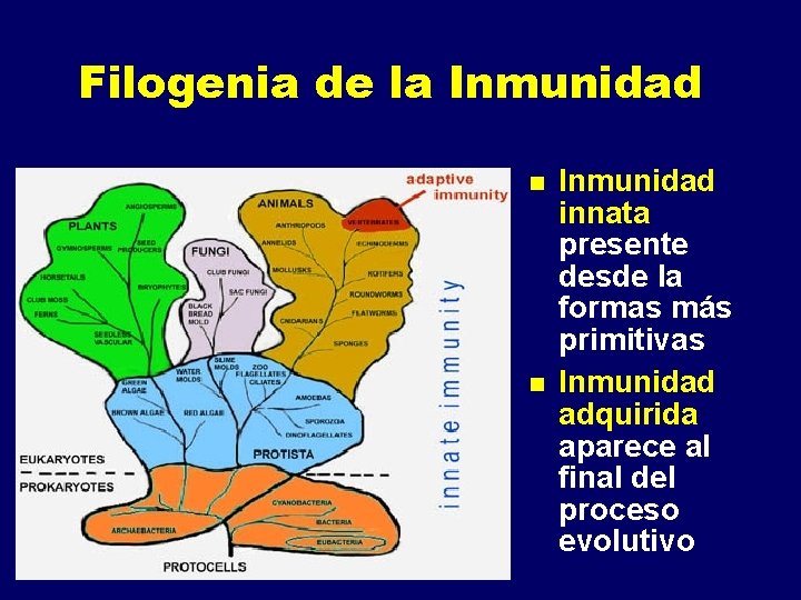 Filogenia de la Inmunidad n n Inmunidad innata presente desde la formas más primitivas Filogenia de la Inmunidad n n Inmunidad innata presente desde la formas más primitivas