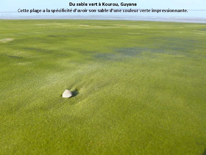 Du sable vert à Kourou, Guyane Cette plage a la spécificité d’avoir son sable