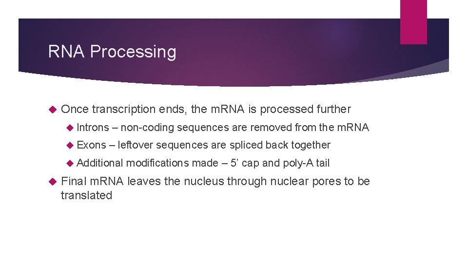 RNA Processing Once transcription ends, the m. RNA is processed further Introns Exons –