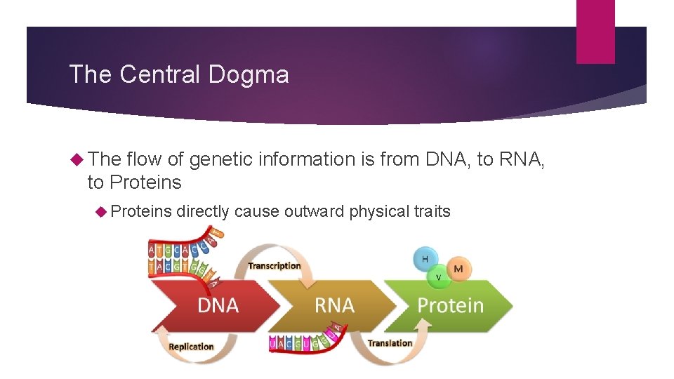 The Central Dogma The flow of genetic information is from DNA, to RNA, to