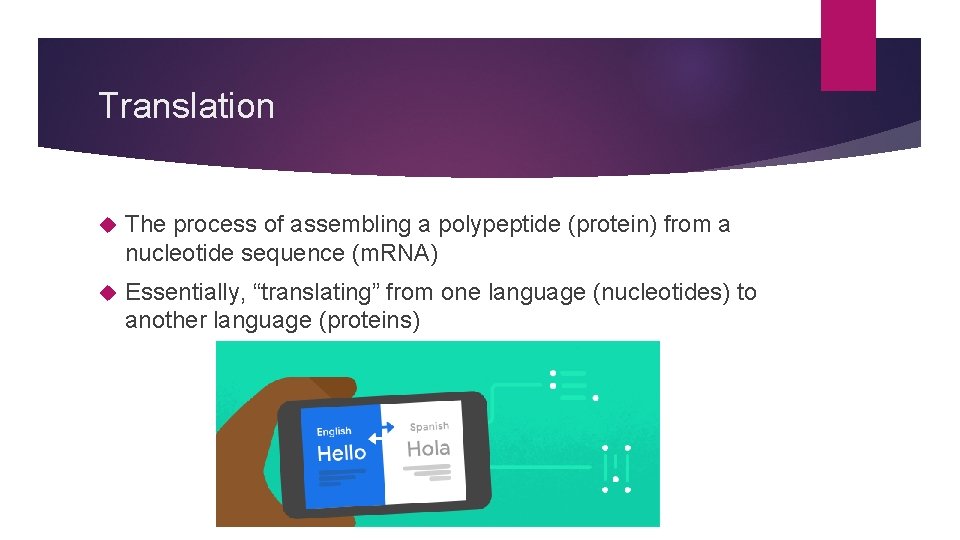 Translation The process of assembling a polypeptide (protein) from a nucleotide sequence (m. RNA)