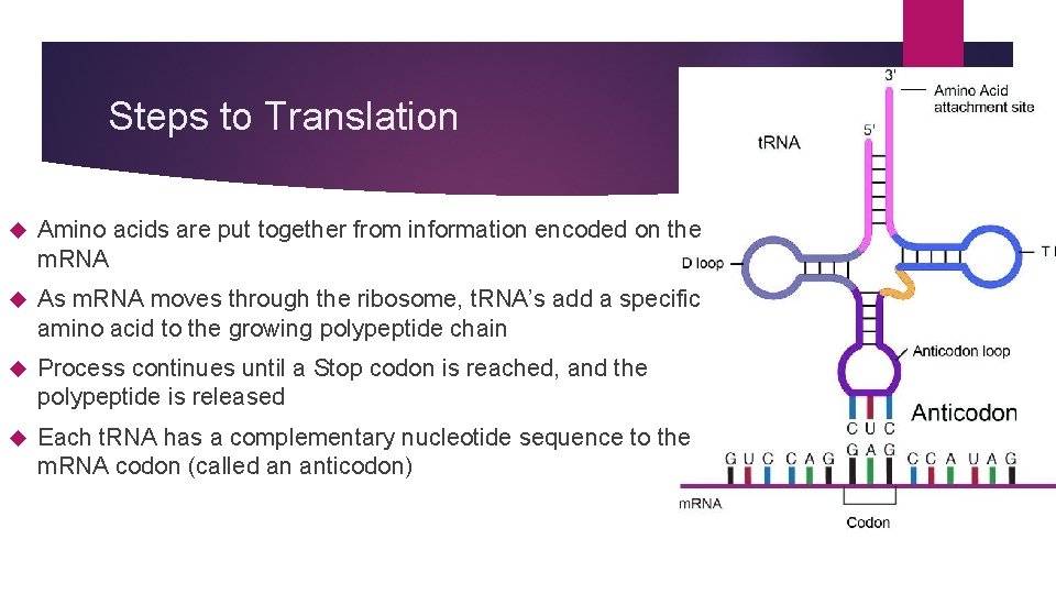 Steps to Translation Amino acids are put together from information encoded on the m.