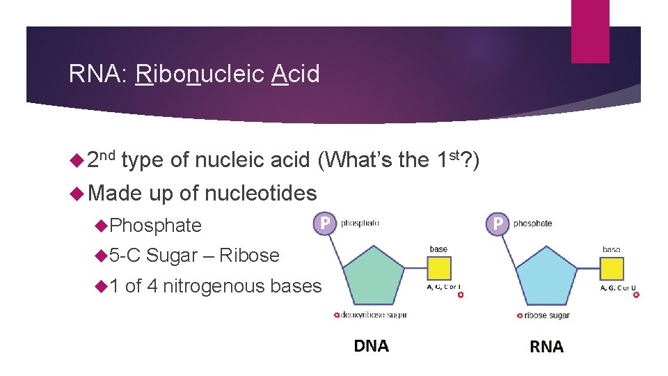 RNA: Ribonucleic Acid 2 nd type of nucleic acid (What’s the 1 st? )