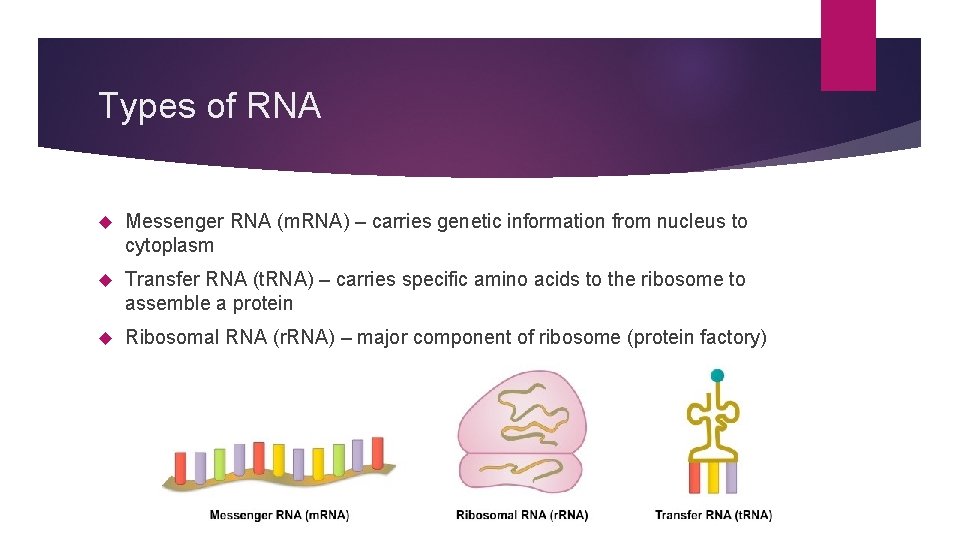 Types of RNA Messenger RNA (m. RNA) – carries genetic information from nucleus to