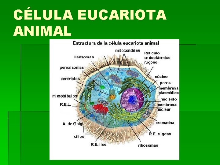 CÉLULA EUCARIOTA ANIMAL CÉLULA EUCARIOTA ANIMAL