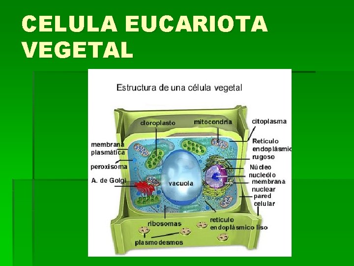 CELULA EUCARIOTA VEGETAL CELULA EUCARIOTA VEGETAL