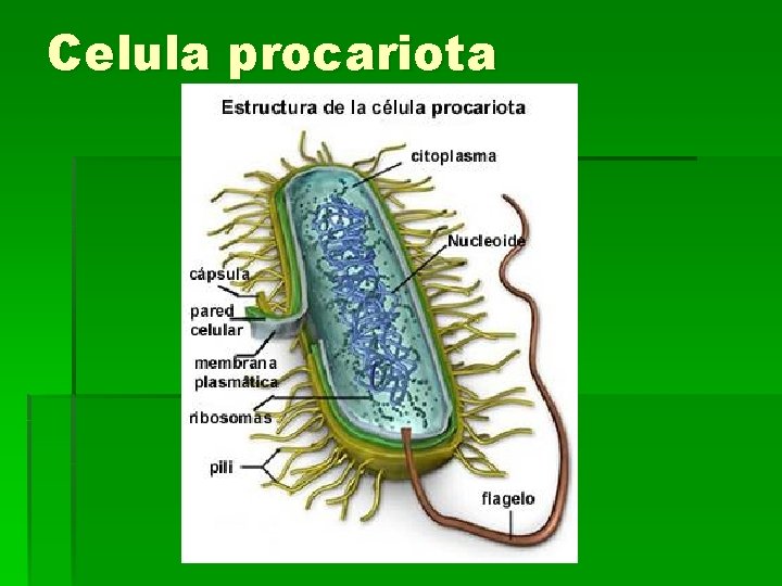 Celula procariota Celula procariota