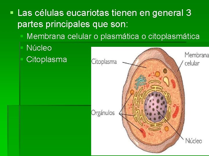 § Las células eucariotas tienen en general 3 partes principales que son: § Membrana § Las células eucariotas tienen en general 3 partes principales que son: § Membrana