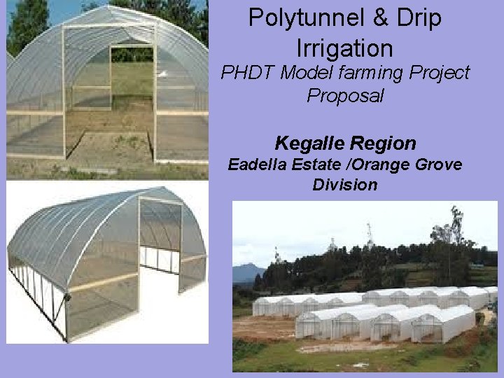 Polytunnel & Drip Irrigation PHDT Model farming Project Proposal Kegalle Region Eadella Estate /Orange