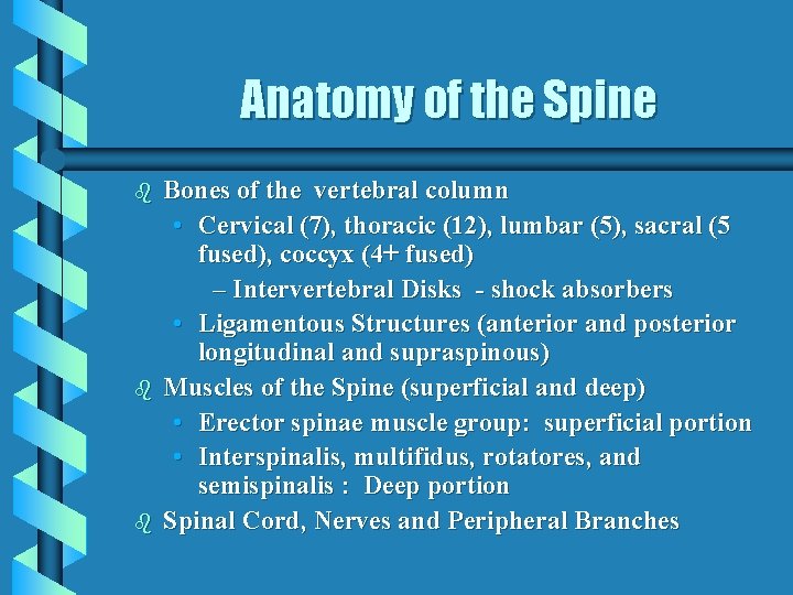 Anatomy of the Spine b b b Bones of the vertebral column • Cervical