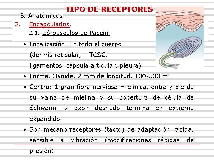 TIPO DE RECEPTORES B. Anatómicos 2. Encapsulados. 2. 1. Córpusculos de Paccini • Localización.