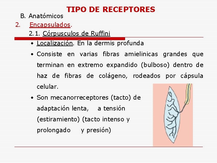 TIPO DE RECEPTORES B. Anatómicos 2. Encapsulados. 2. 1. Córpusculos de Ruffini • Localización.