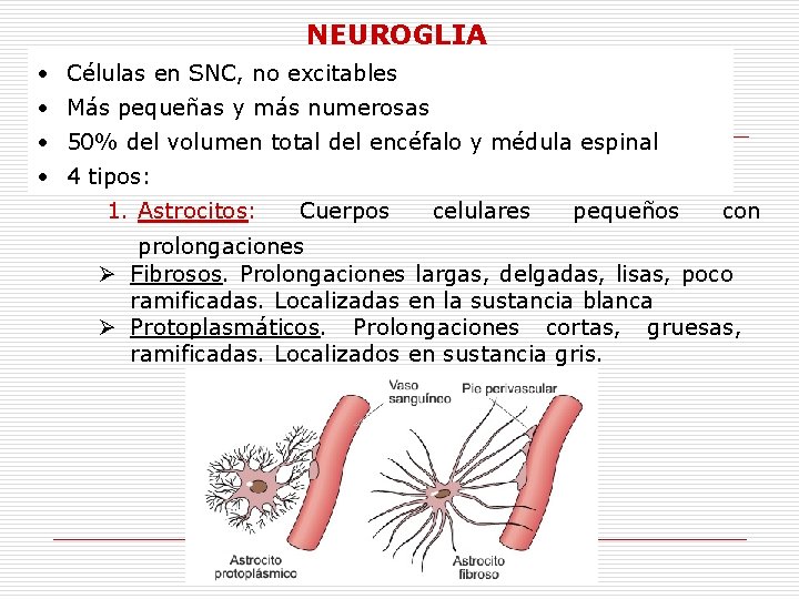 NEUROGLIA • Células en SNC, no excitables • Más pequeñas y más numerosas •