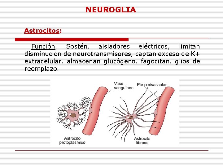 NEUROGLIA Astrocitos: Función. Sostén, aisladores eléctricos, limitan disminución de neurotransmisores, captan exceso de K+