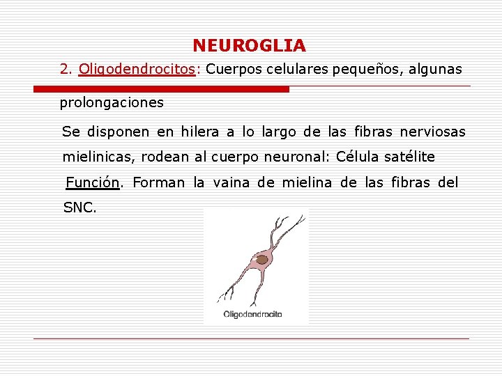 NEUROGLIA 2. Oligodendrocitos: Cuerpos celulares pequeños, algunas prolongaciones Se disponen en hilera a lo