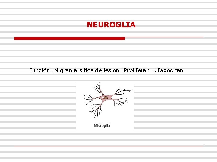 NEUROGLIA Función. Migran a sitios de lesión: Proliferan Fagocitan 