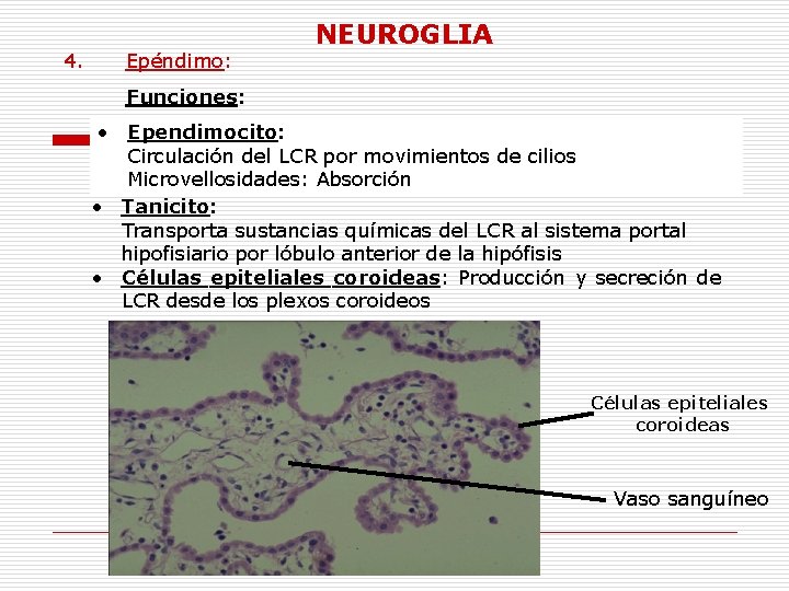 4. Epéndimo: NEUROGLIA Funciones: • Ependimocito: Circulación del LCR por movimientos de cilios Microvellosidades: