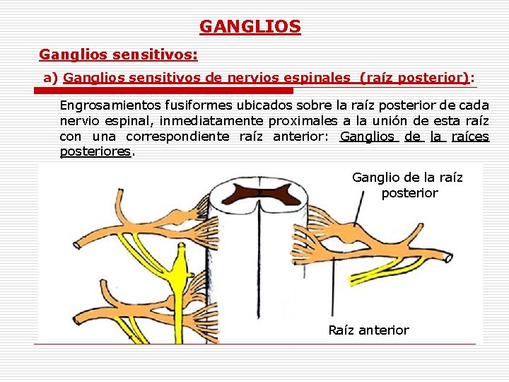 GANGLIOS Ganglios sensitivos: a) Ganglios sensitivos de nervios espinales (raíz posterior): Engrosamientos fusiformes ubicados