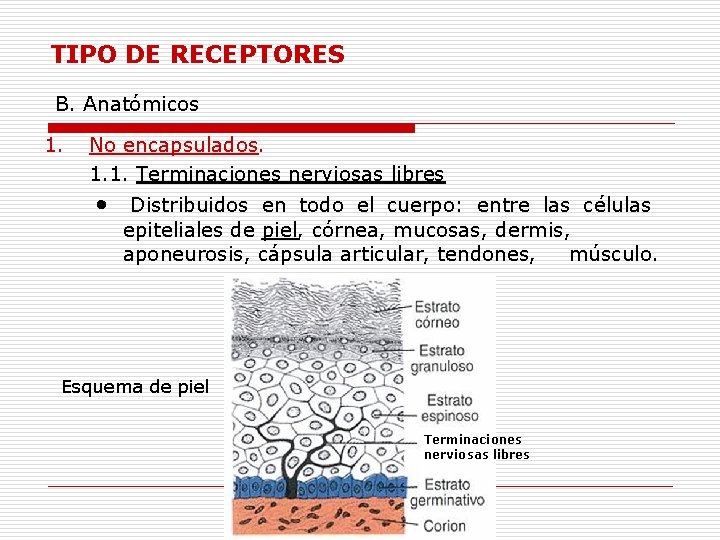 TIPO DE RECEPTORES B. Anatómicos 1. No encapsulados. 1. 1. Terminaciones nerviosas libres •