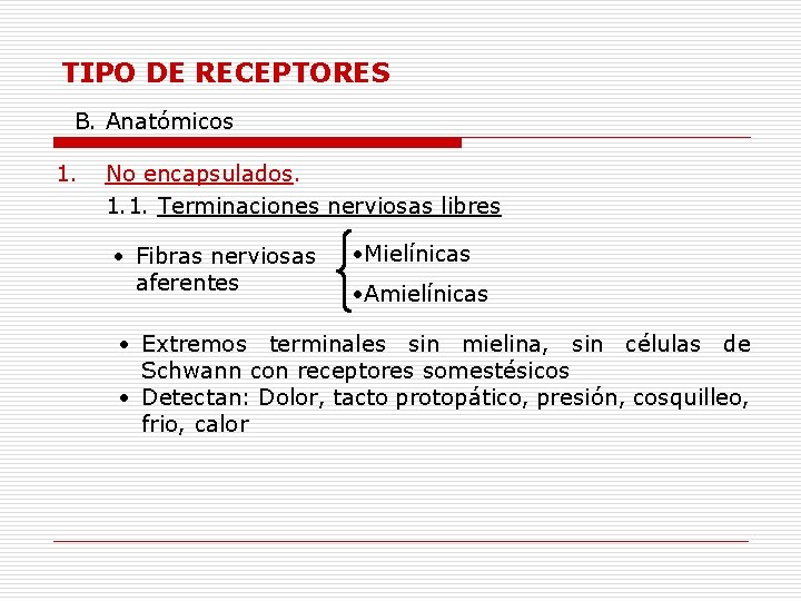 TIPO DE RECEPTORES B. Anatómicos 1. No encapsulados. 1. 1. Terminaciones nerviosas libres •