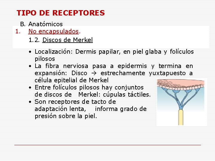 TIPO DE RECEPTORES B. Anatómicos 1. No encapsulados. 1. 2. Discos de Merkel •