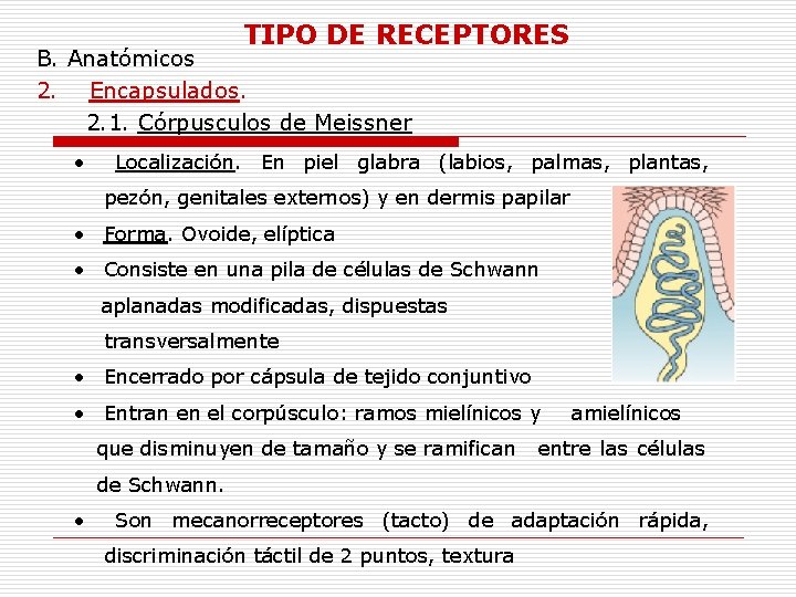 TIPO DE RECEPTORES B. Anatómicos 2. Encapsulados. 2. 1. Córpusculos de Meissner • Localización.